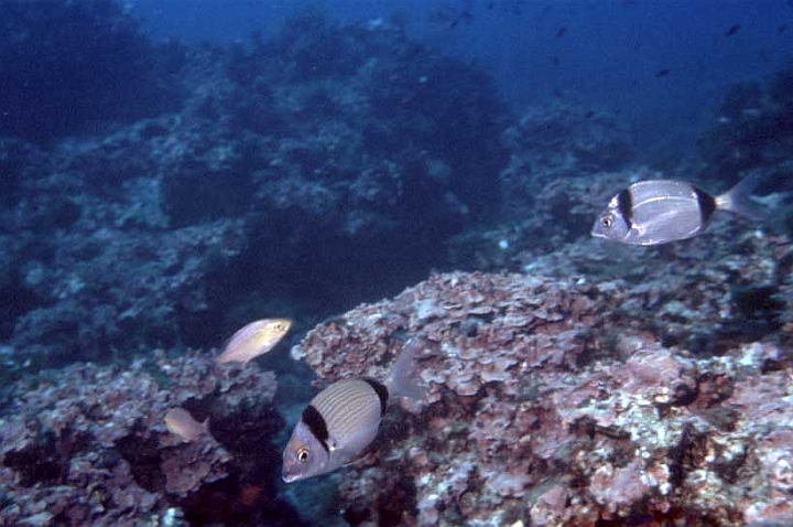 11 Diplodus vulgaris.jpg - Diplodus vulgaris
